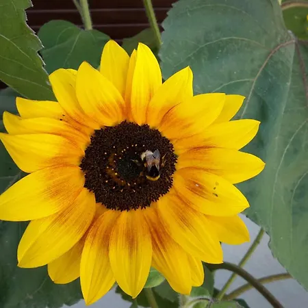 Pequena Baleia Frühstückspension