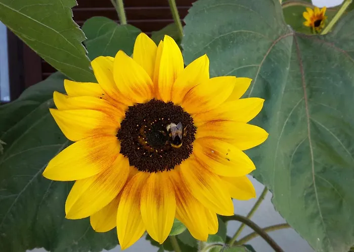 Pequena Baleia Oda ve Kahvaltı